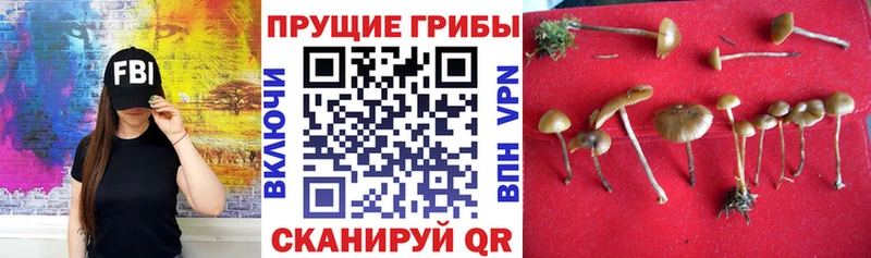 кракен ONION  Дятьково  Псилоцибиновые грибы Magic Shrooms 